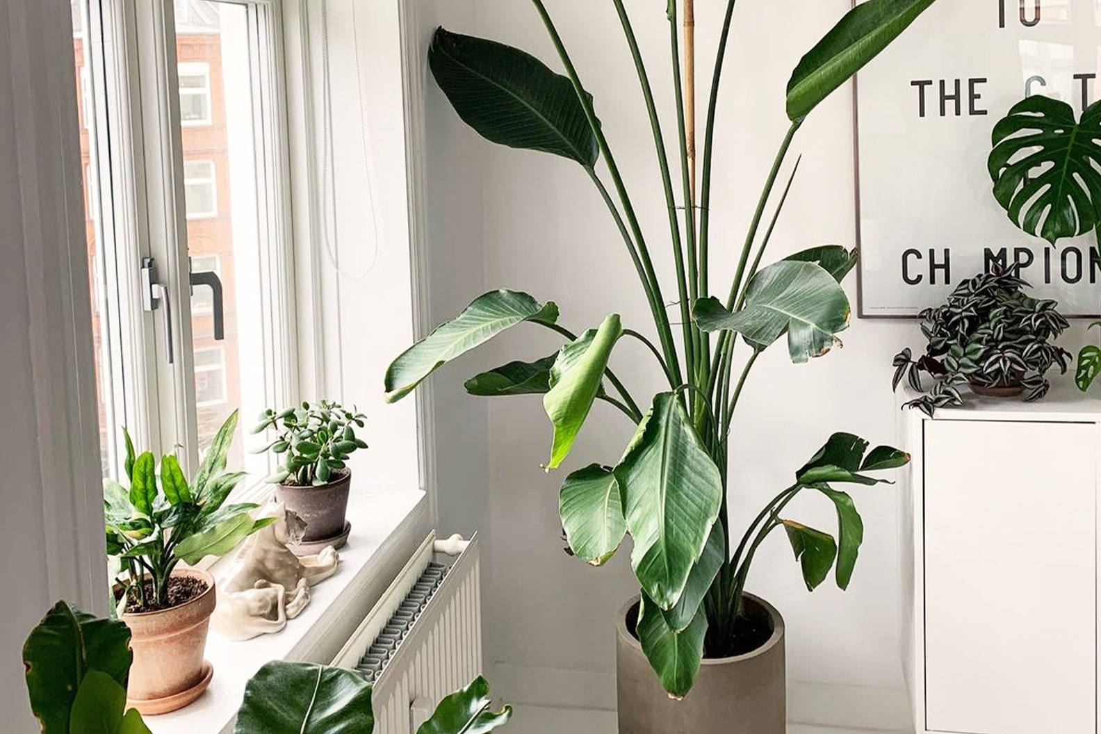 Complete guide to indoor light Patch Plants